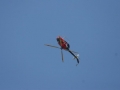 RedBull_Airrace_2007_Interlaken_115